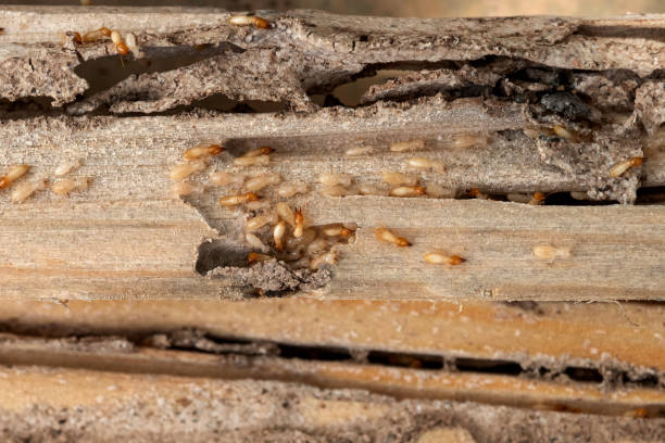 Best Pest Removal Services  in French Valley, CA